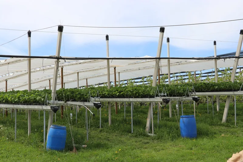 Brüder Treier führen die Familientradition des Obstbaus im Fricktal fort