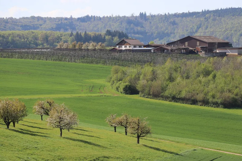 Brüder Treier führen die Familientradition des Obstbaus im Fricktal fort