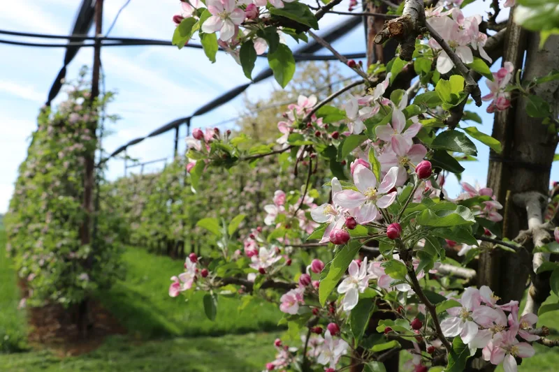 Brüder Treier führen die Familientradition des Obstbaus im Fricktal fort