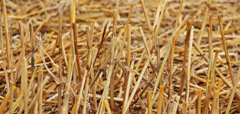 Agrotreibstoff: Klimafreundlich und ohne Nahrungsmittelkonkurrenz