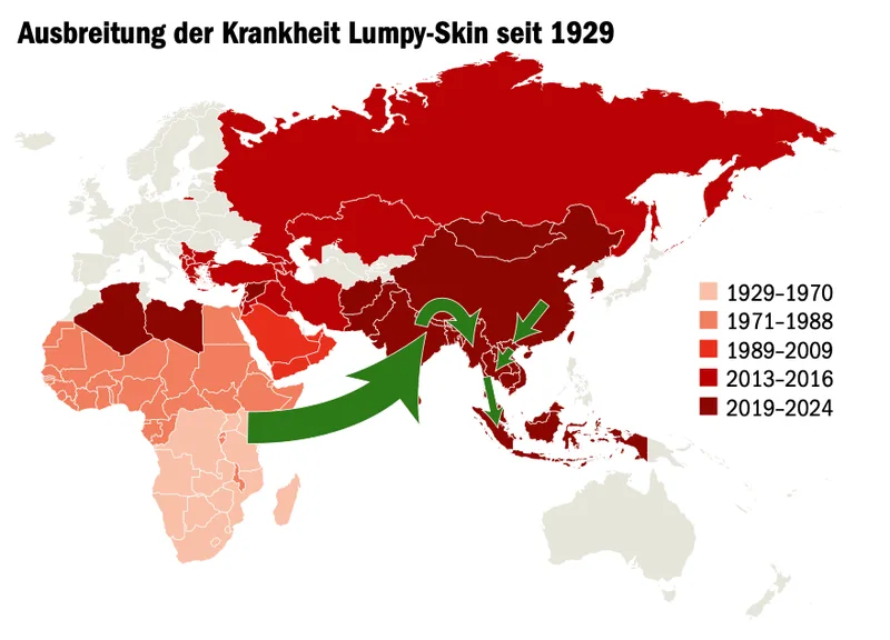 Lumpy-Skin-Krankheit: Die Schweiz rüstet sich für den Ernstfall