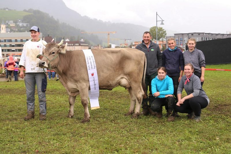 Obwaldner Braunvieh versinkt im Schlamm