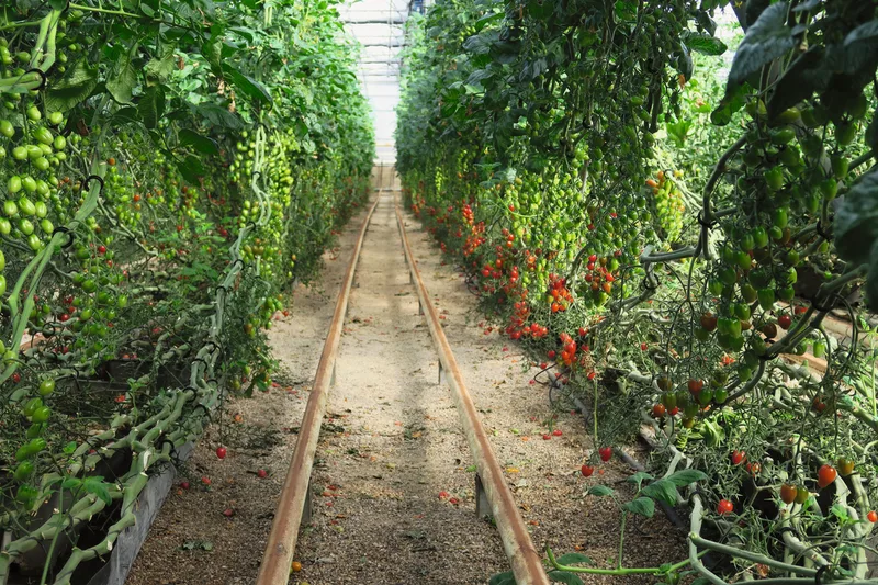 Die Tomaten gedeihen auch den Winter hindurch hervorragend. Die Früchte werden nach ganz Europa exportiert. Bild: Sebastian Hagenbuch