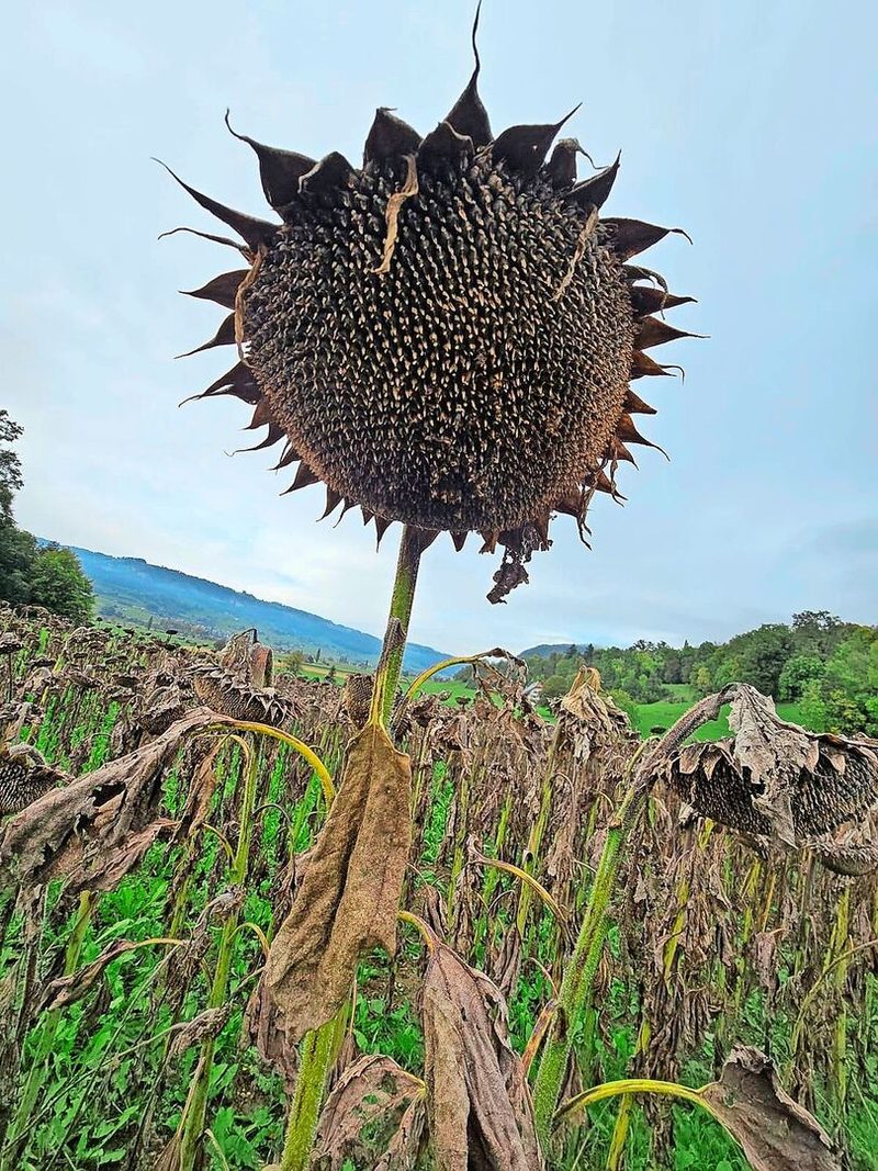 Um Sonnenblumen dreschen zu können, muss es mindestens drei Tage sonnig oder zumindest kein Regen gefallen sein.
