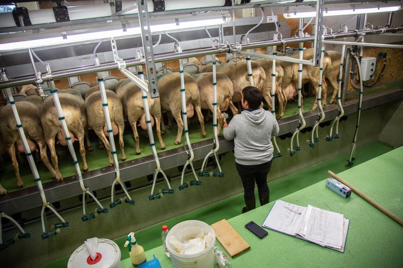 Ihre 80 Milchschafe melkt Genoud in einem modernen Melkstand. Bild: Pia Neuenschwander