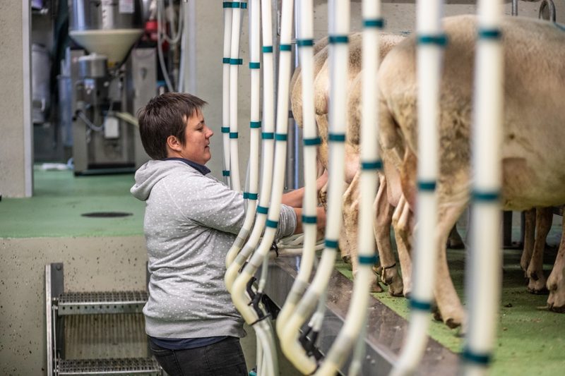 Nathalie Genoud melkt jeweils zwölf Schafe aufs Mal. Die Landwirtin mag die Arbeit im modernen Melkstand sehr. Bild: Pia Neuenschwander