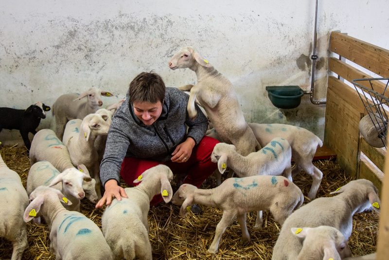 Kinderstube: Das häufige Kontrollieren, Schöppelen und das Angewöhnen an den Milchautomat benötigt vor allem in den ersten Tagen nach der Geburt viel Zeit. Bild: Pia Neuenschwander