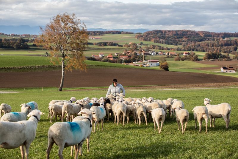 Die Arbeit auf dem Betrieb «Le Moulin» kann das Betriebsleiterehepaar ohne Angestellte bewältigen. Das war ihnen beim Aufbau des neuen Betriebszweigs wichtig. Bild: Pia Neuenschwander