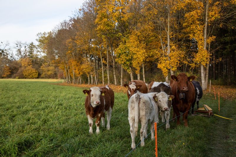 Neben den Milchschafen halten Genouds Mutterkühe und vermarkten das Fleisch direkt. Bild: Pia Neuenschwander