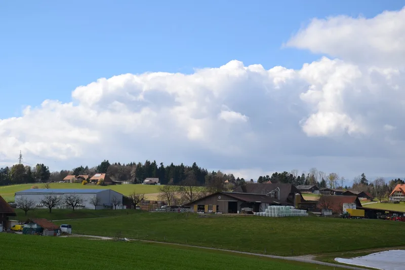 20 ha Kartoffeln trotz Krautfäule, Zikaden und Drahtwürmern: «So sind wir die letzten zwei Jahre gut gefahren»