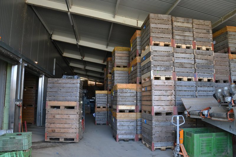 20 ha Kartoffeln trotz Krautfäule, Zikaden und Drahtwürmern: «So sind wir die letzten zwei Jahre gut gefahren»