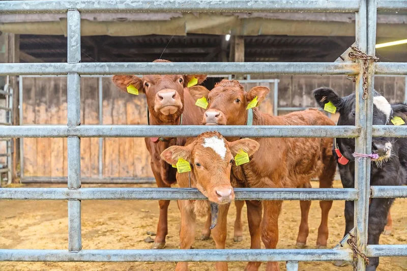 Die Mastälber auf dem Flühackerhof werden nach den Richtlinien von IP-Suisse, BTS und RAUS gehalten und haben deshalb permanent Zugang zu einem Auslauf.