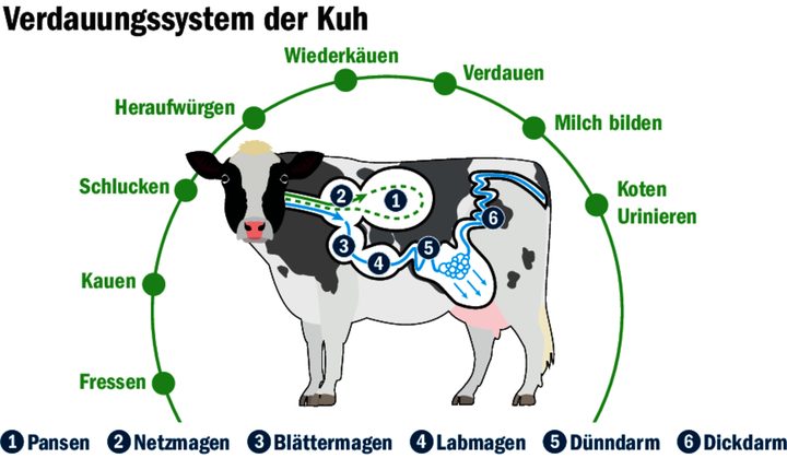 Kutteln sind Streifen aus dem Pansen und dem Netzmagen von Rindern und Kühen.