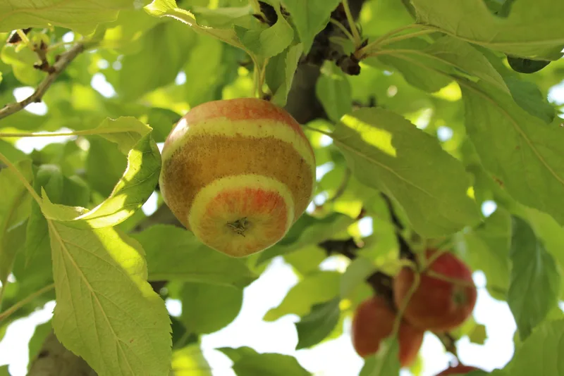 Die Unterkronenberegnung bietet den effektivsten Schutz gegen Frost