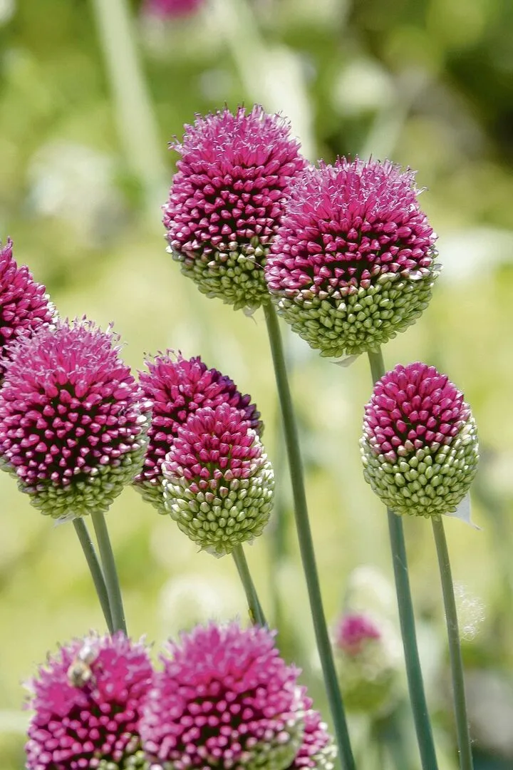 Jetzt noch Blumenzwiebeln setzen und im Frühling geniessen