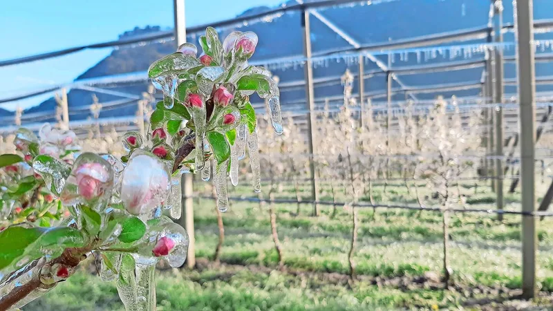 Die Obstanlage ist durch Frostberegnung geschützt. Die Beregnung bildet eine Eishülle um die Apfelblüten.