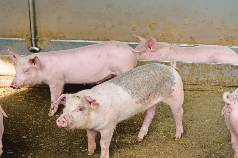 Ob Edelschwein oder Duroc: Damit das genetische Potenzial ausgeschöpft werden kann, muss auch die Umwelt für das Tier stimmen.