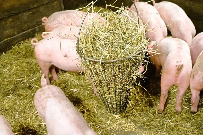 Hanspeter Minger bietet seinen Schweinen nebst Heu auch Pflanzenkohle an, um Schadstoffe im Darm zu binden.