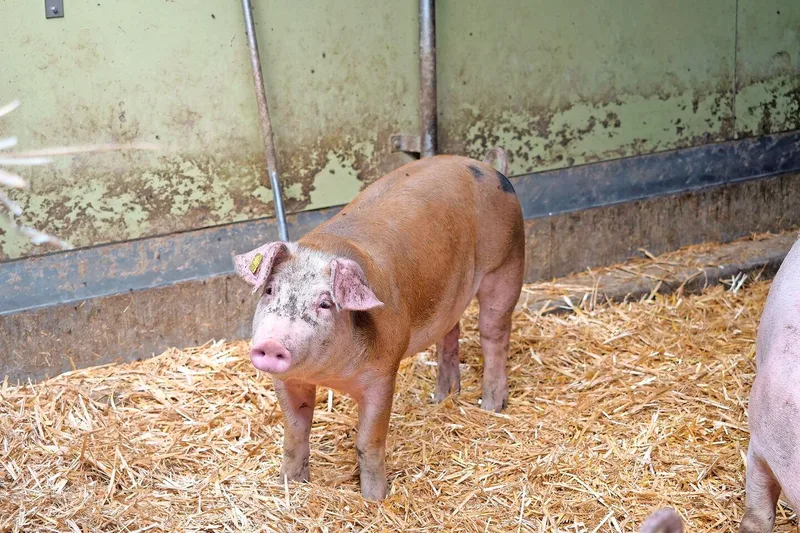 Hans Salvisberg achtet bei Duroc-Schweinen verstärkt darauf, nicht zu spät zu schlachten, damit die Tiere nicht verfetten.