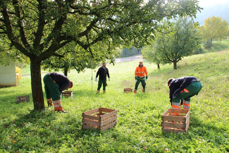 Saft und Aufstrich von Hochstamm-Obst, das sonst nicht geerntet würde