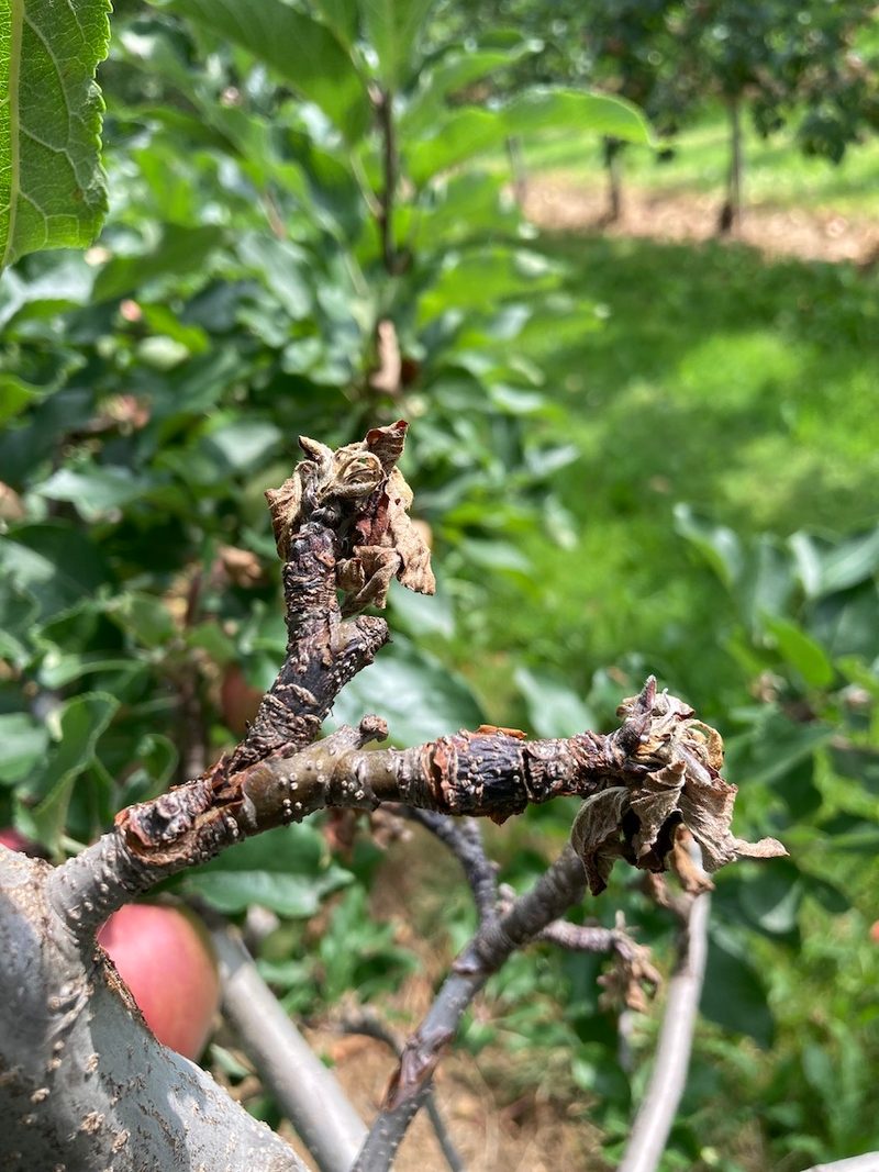 Das Risiko für Obstbaumkrebs ist im Herbst und im Winter besonders hoch