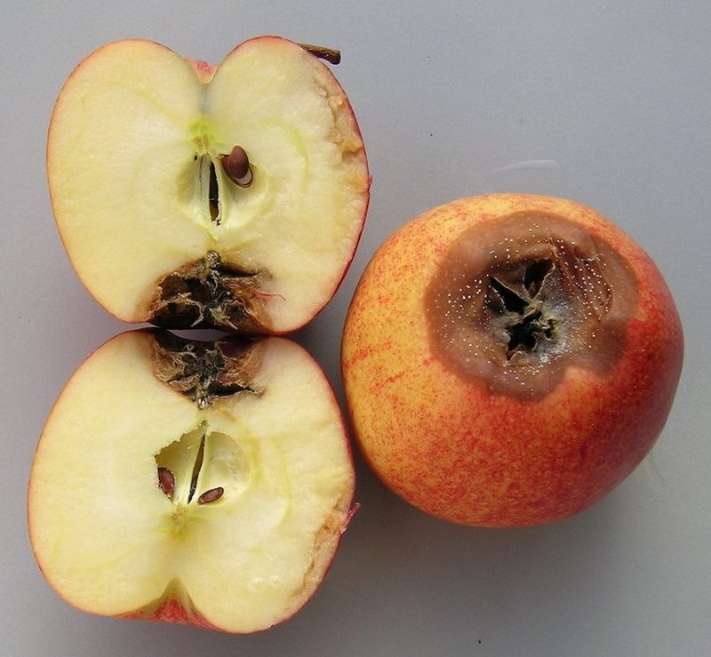Das Risiko für Obstbaumkrebs ist im Herbst und im Winter besonders hoch