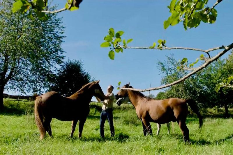 Der Pferdeflüsterer und sein Mustang - Pferdetraining im Appenzellerland