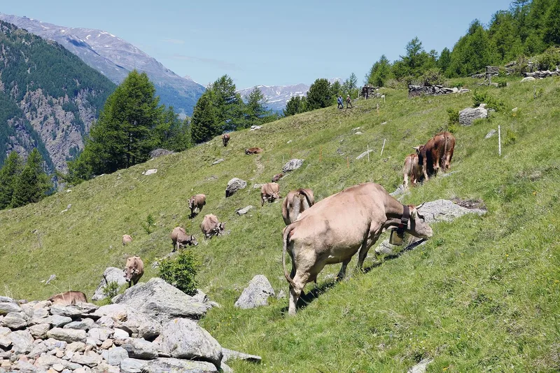 Walliser Berg mit erschwerten Bedingungen: Ein Ort, wo Traditionen weiterleben