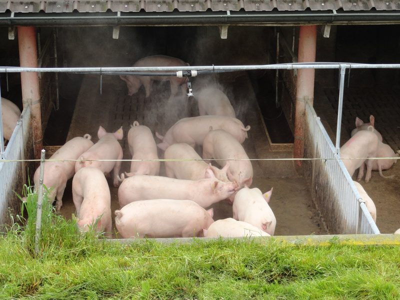 So gehen Nutztiere mit der Hitze um