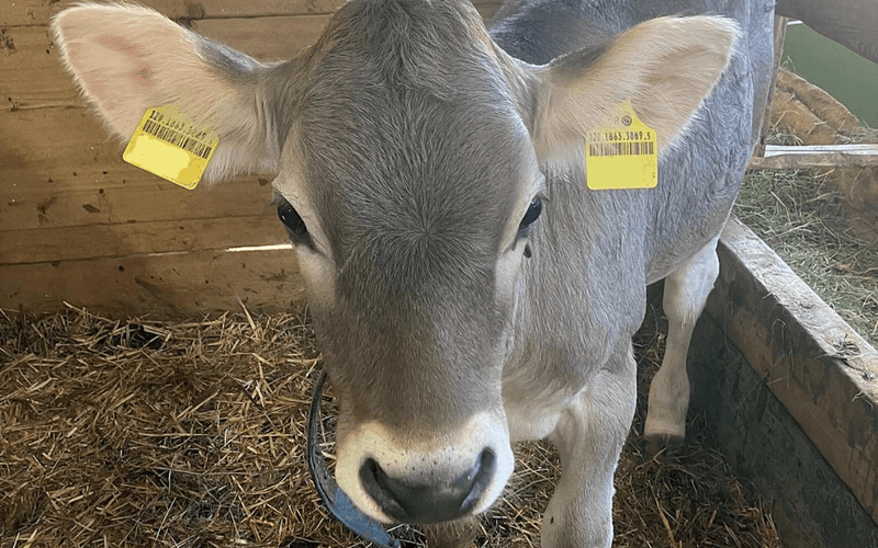 Ist Muni Ady der erste Original-Braunvieh-Stier, der Hornlosigkeit vererbt?