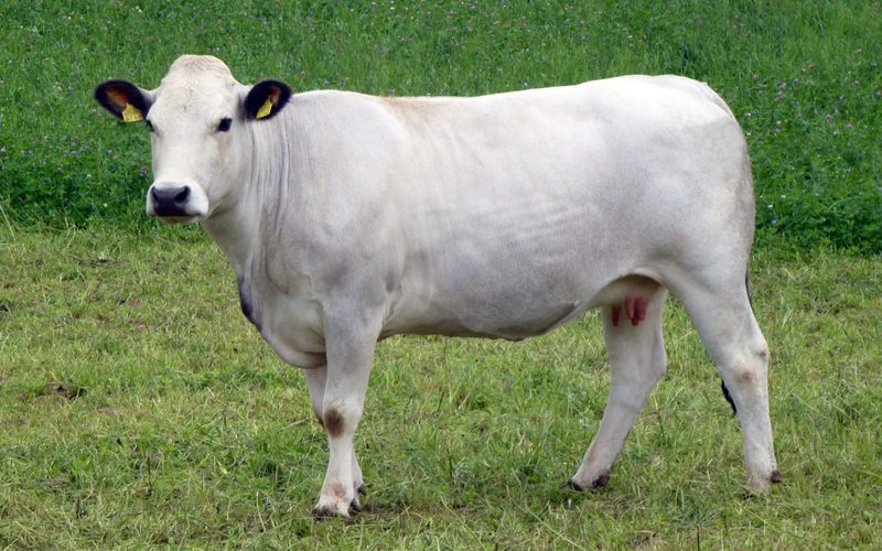 Die 34 Schweizer Mutterkuh-Rassen im Kurzporträt