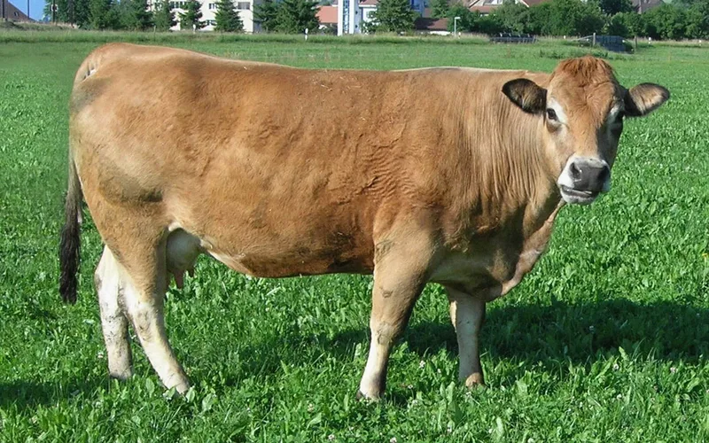 Die 34 Schweizer Mutterkuh-Rassen im Kurzporträt