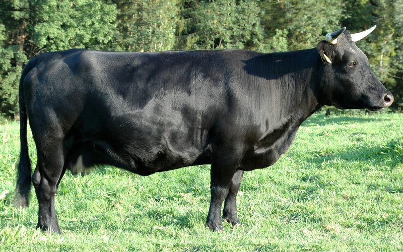 Die 34 Schweizer Mutterkuh-Rassen im Kurzporträt