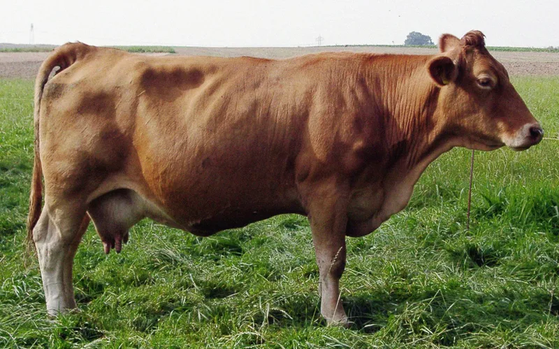 Die 34 Schweizer Mutterkuh-Rassen im Kurzporträt