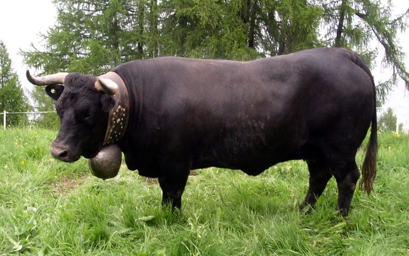 Die 34 Schweizer Mutterkuh-Rassen im Kurzporträt