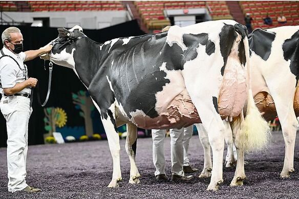 Ein Schweizer Stier stellt die Siegerkuh