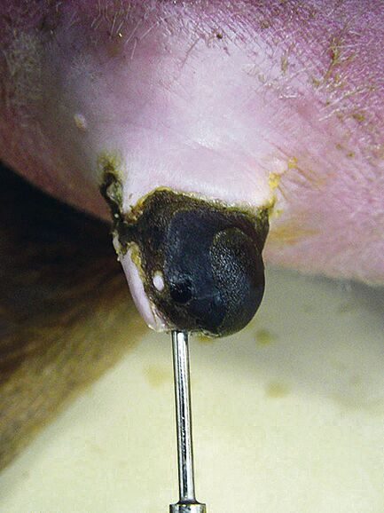 Von Ischämischer Zitzennekrose sind oft junge Kühe betroffen. Für eine Heilung benötigt es meist mehrere Monate.