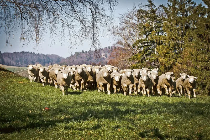 Die Schafe gehörten auf dem Fringeli lange Jahre zum Landschaftsbild.