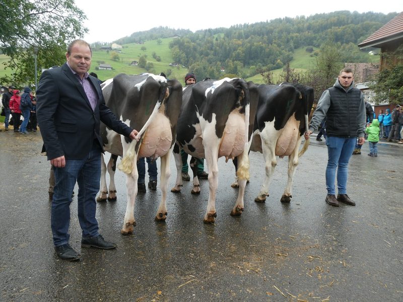 Kantonalschau Ob- und Nidwalden: Ein Schauplatz – zwei Rinderrassen