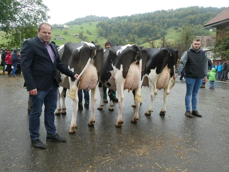 Kantonalschau Ob- und Nidwalden: Ein Schauplatz – zwei Rinderrassen