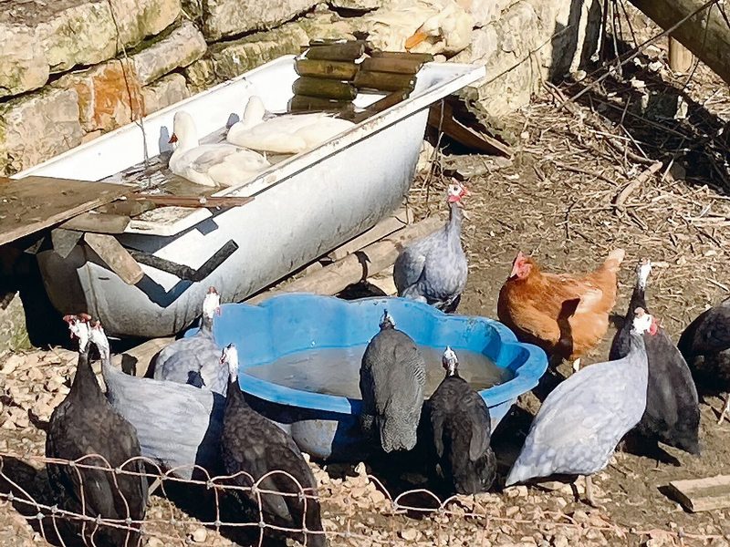 Friedliches Miteinander: Hühner, Enten, Perlhühner und Truthennen bilden eine gemischte Geflügelschar.