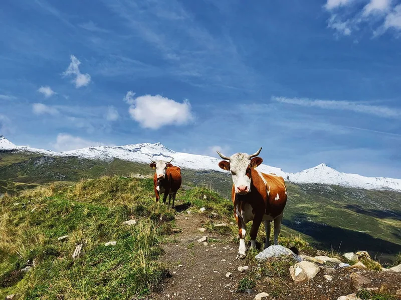 Das Wetter ist ein entscheidender Faktor: Wenn die Sonne scheint und es genügend Gras gibt, ist es schön auf der Alp.