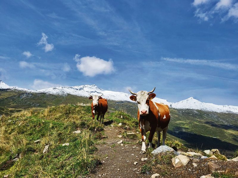 Das Wetter ist ein entscheidender Faktor: Wenn die Sonne scheint und es genügend Gras gibt, ist es schön auf der Alp.