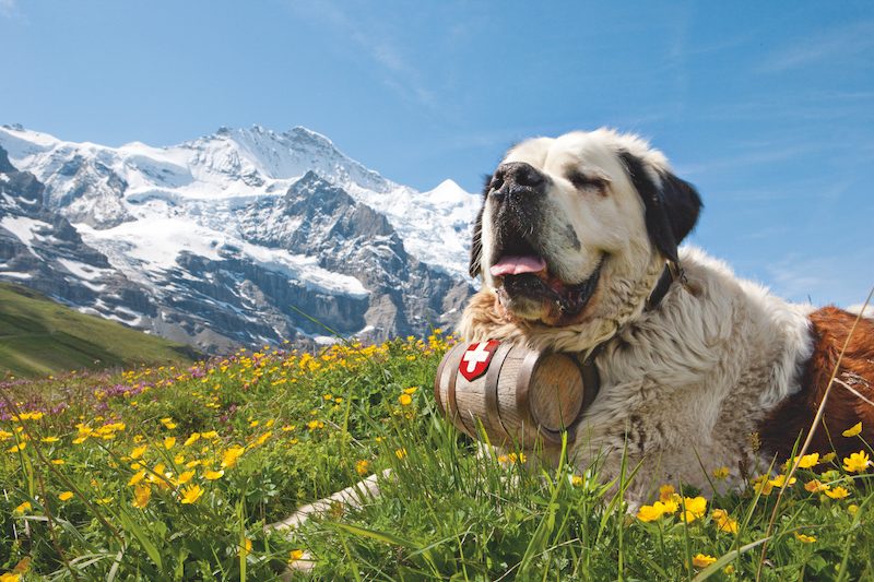 Agrotourismus Region: Natur, Wein und Wellness im Wallis und der Romandie