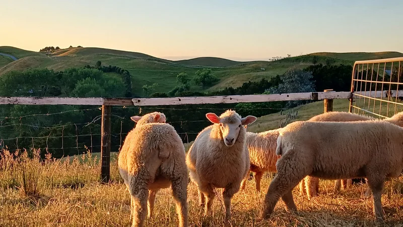 Auswanderer: Ein goldener Sommer in Neuseeland