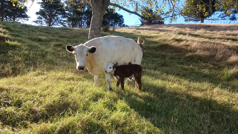 Auswanderer: Ein goldener Sommer in Neuseeland