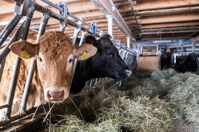 Beef stehen am Futtertisch, vor sich einen Haufen Heu, und schauen in die Kamera.