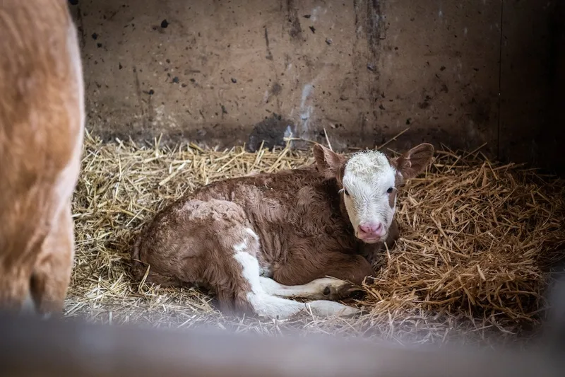 Ein kalb liegt im Stall im Stroh.