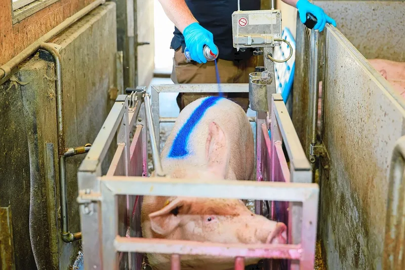 Die Schweine, welche in der folgenden Woche schlachtreif sind, kennzeichnet Silvan Vogel mithilfe einer Spraydose.
