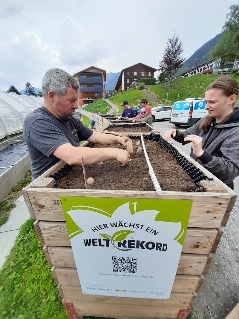 Jetzt sind auch die Bündner Kartoffeln für die Weltrekord-Rösti gepflanzt